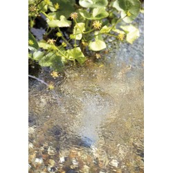 AquaOxy 5000